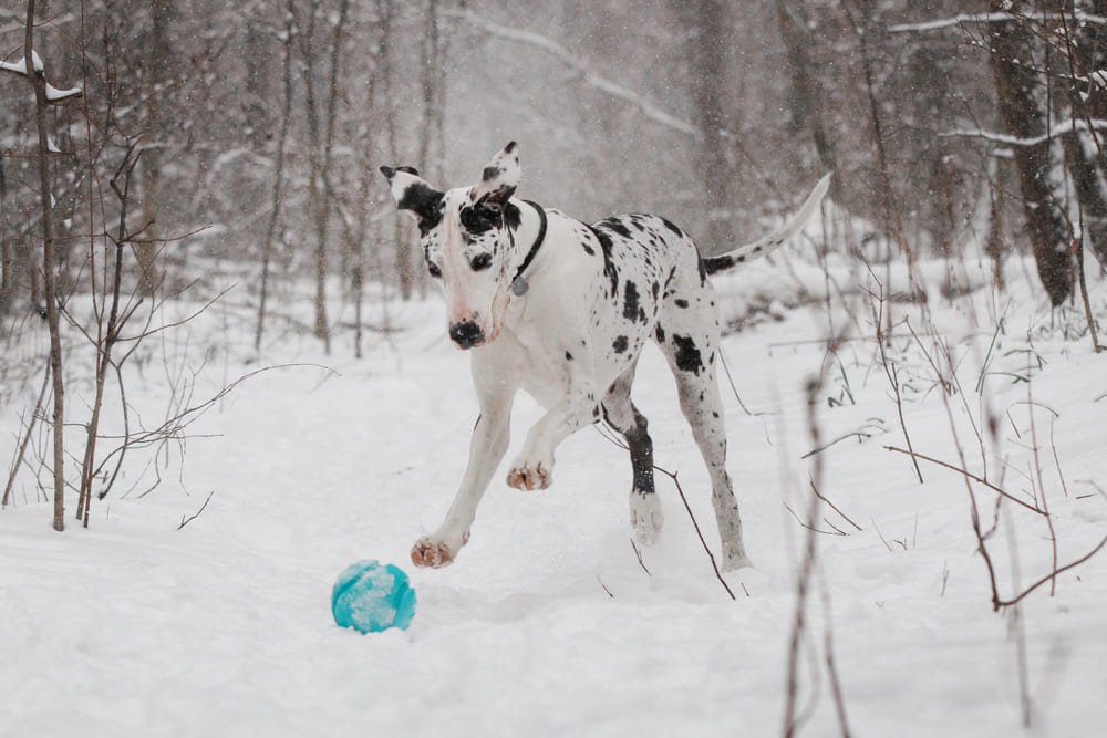 Шерсть дога нуждается в уходе
