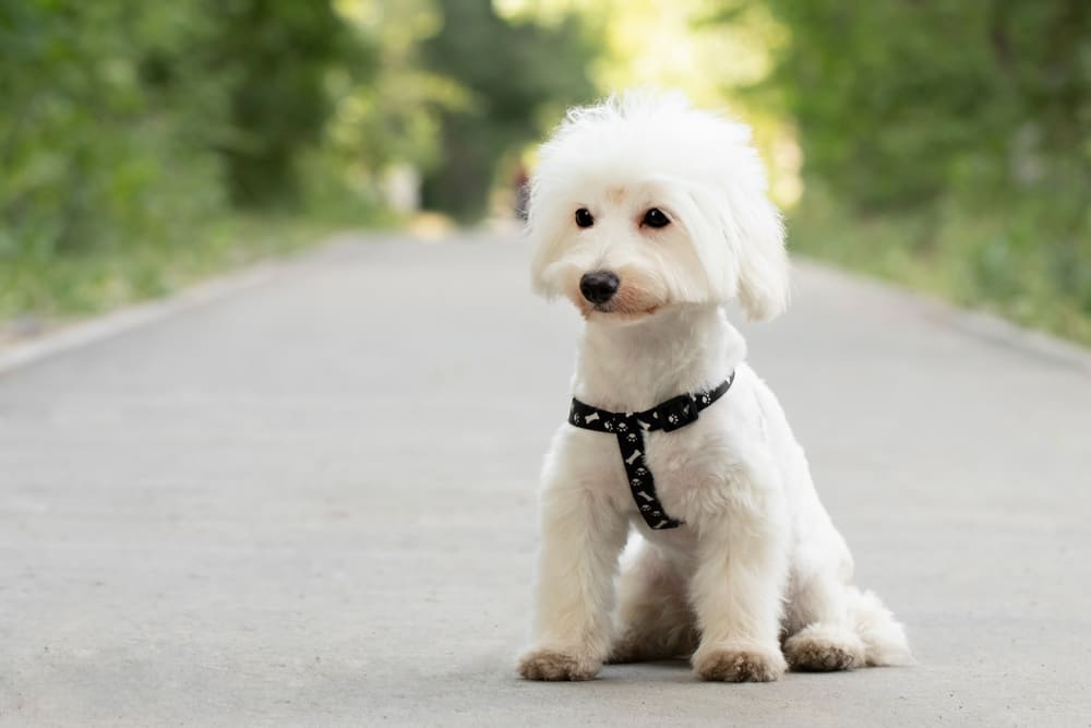 Болезнь влияет на то, сколько весит мальтийская болонка