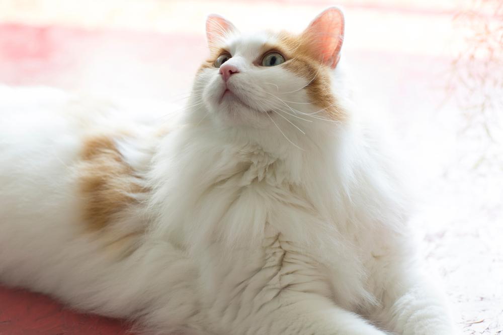 Воспитание турецкого вана