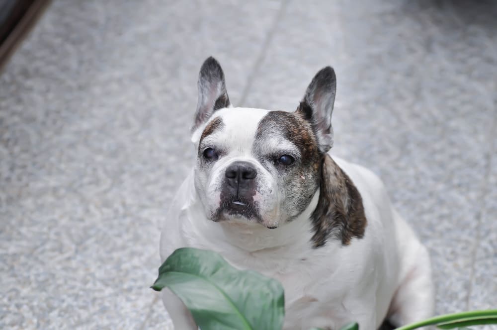 Во время течки у французского бульдога могут возникнуть болезни