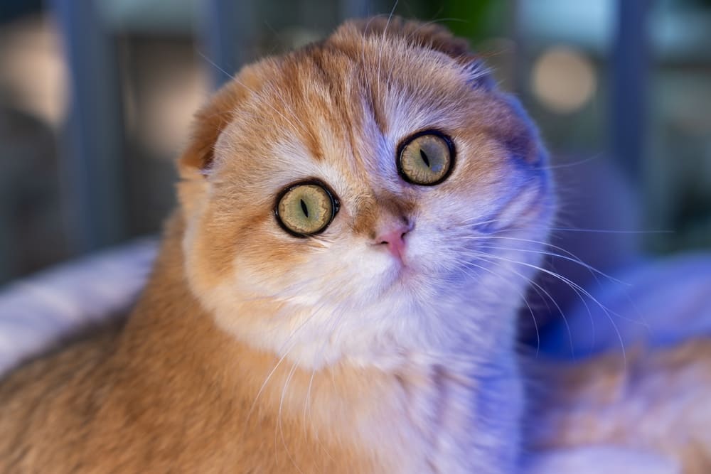 У шотландских кошек возникают болезни, связанные с дыханием