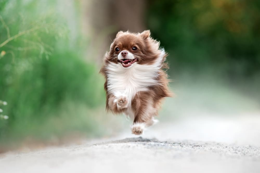 То, сколько весит чихуахуа, зависит от питания