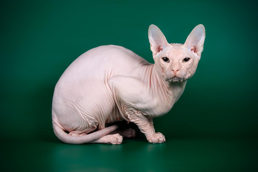 Сплошные окрасы сфинксов: кремовый Сплошные окрасы сфинксов: кремовый