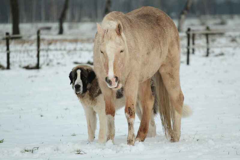 Какой уход нужен пиренейскому мастифу?