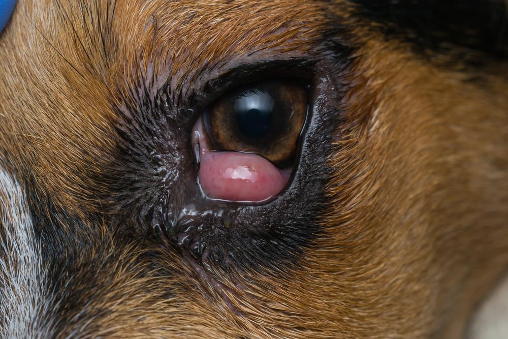 Причины воспаления век у собак Причины воспаления век у собак