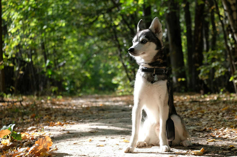 Лапы кли-кая моют после прогулки