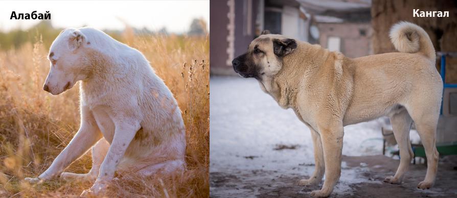 Алабай и кангал на фото