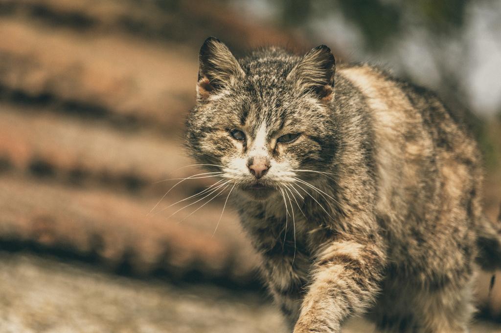 корона у кошек что это такое. Смотреть фото корона у кошек что это такое. Смотреть картинку корона у кошек что это такое. Картинка про корона у кошек что это такое. Фото корона у кошек что это такое