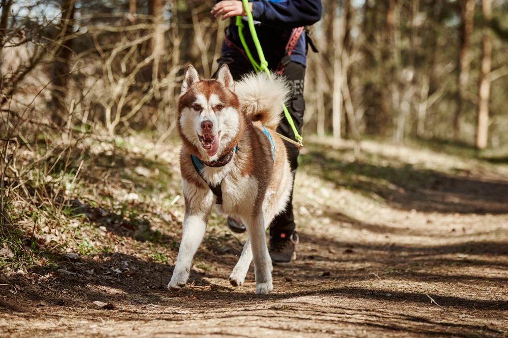 История зарождения каникросса с собакой История зарождения каникросса с собакой