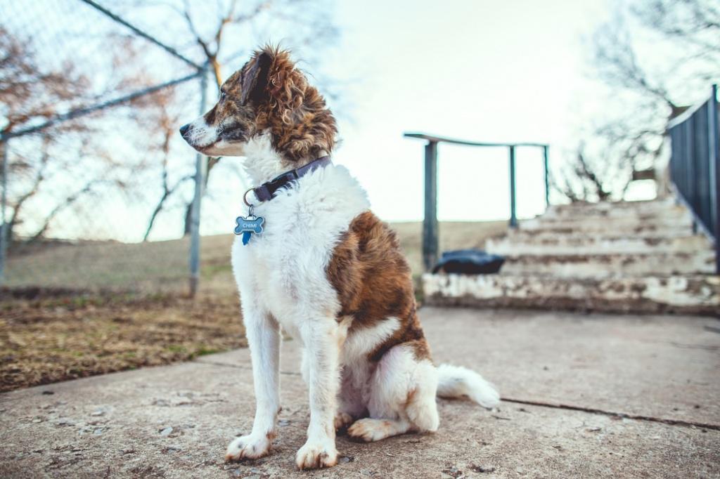 Как научить собаку команде «Сидеть» поэтапно