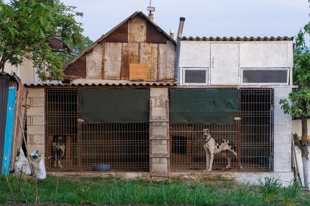 Причины хождения собаки в туалет в вольере Причины хождения собаки в туалет в вольере