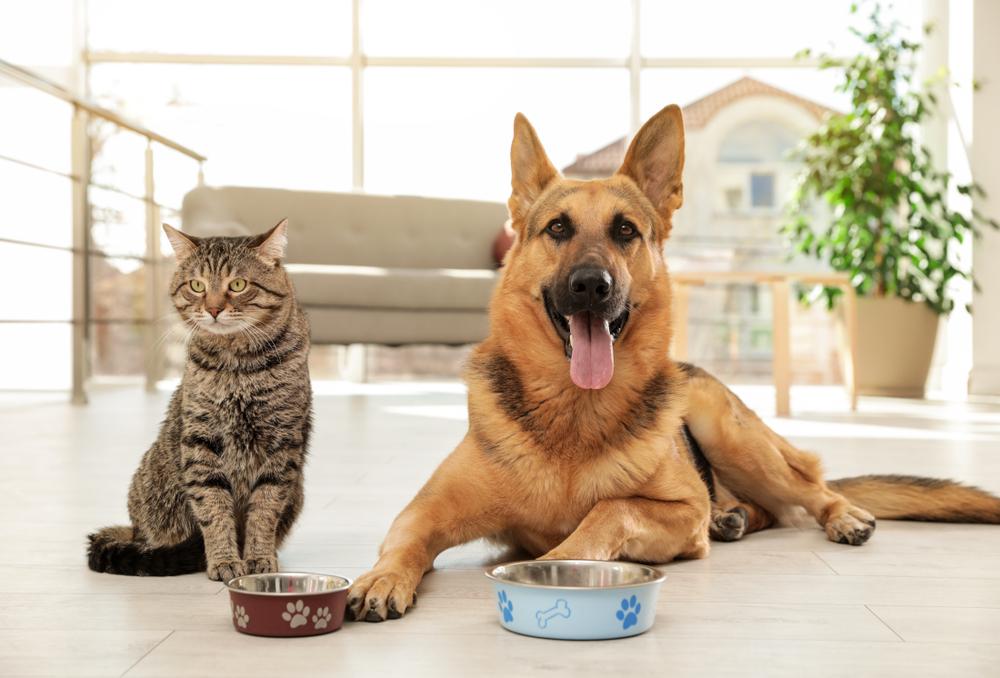 По каким причинам кошки едят собачий корм