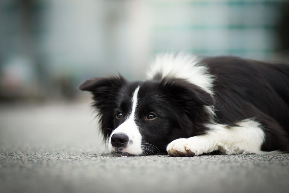 Правильный уход влияет на продолжительность жизни бордер-колли