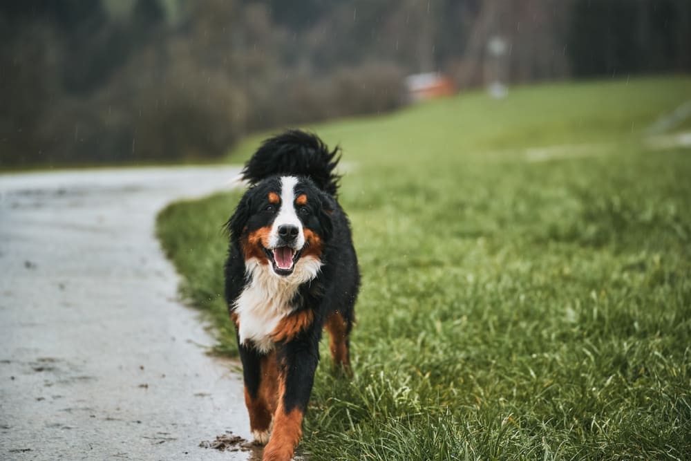 Болезни влияют на то, сколько может прожить бернский зенненхунд