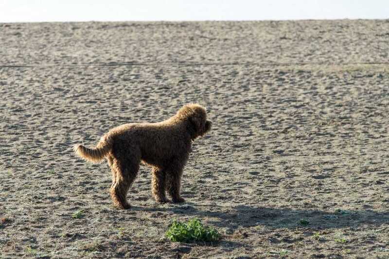 Какое здоровье у барбета?