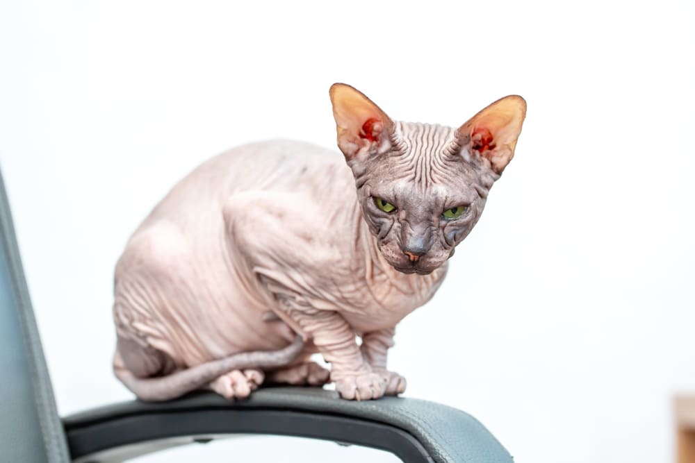 Владельцу необходимо знать, сколько длится беременность у сфинкса