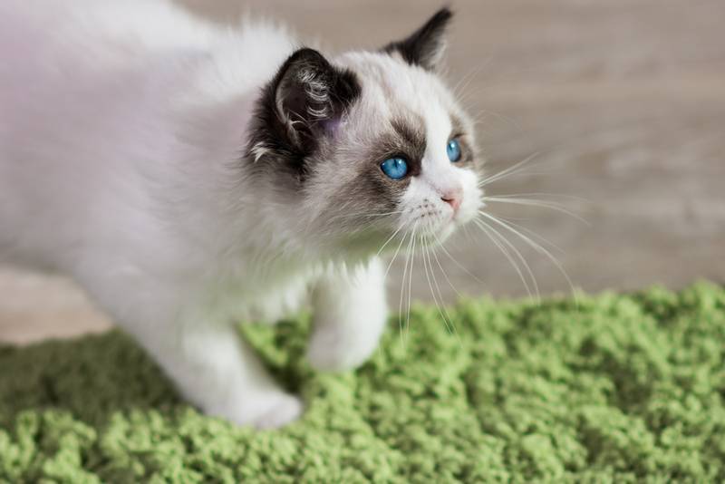 Самые милые породы кошек: рэгдолл Самые милые породы кошек: рэгдолл