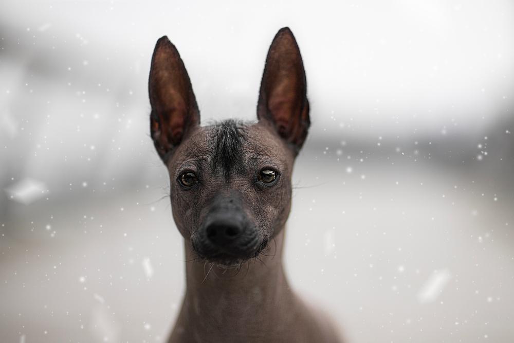 Здоровье и болезни перуанской голой собаки