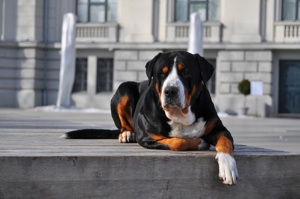 Возможные болезни большого швейцарского зенненхунда