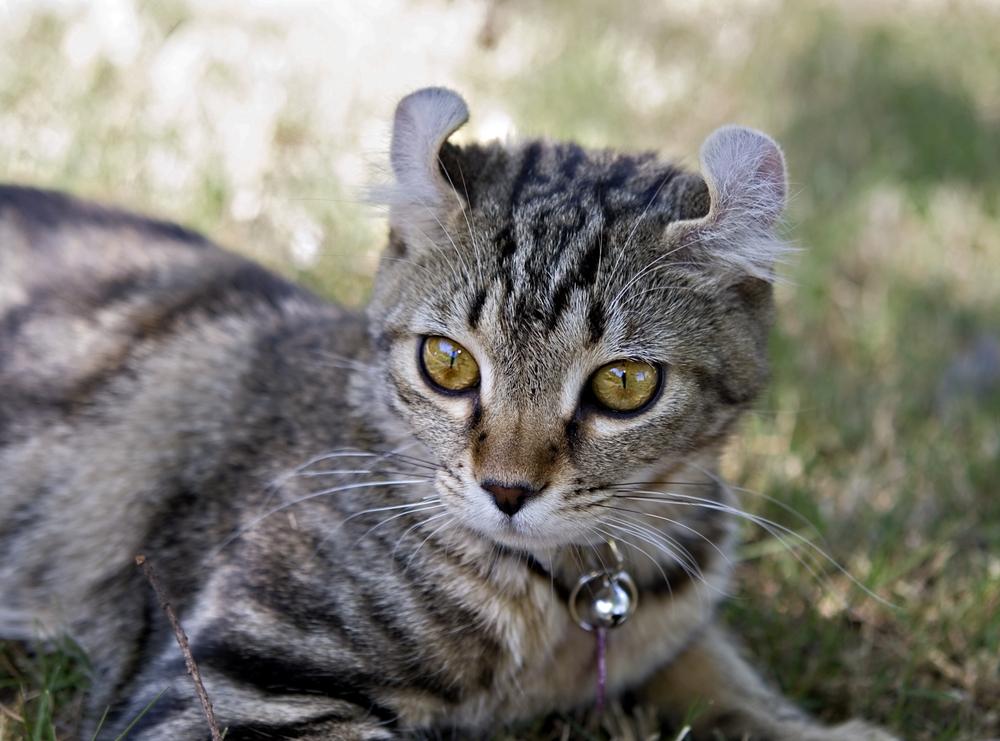 Highlander cat