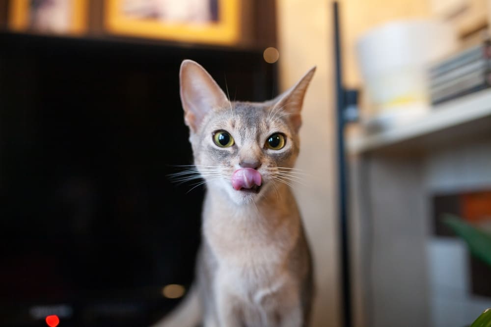 Можно ли кошкам макароны?