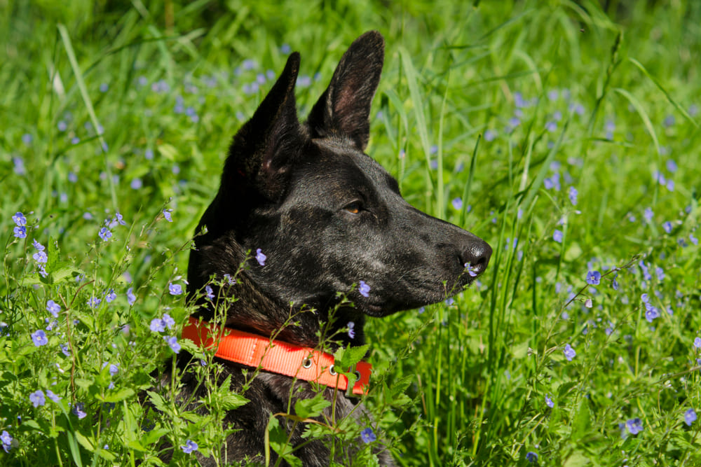 Голландские овчарки не любят чужаков
