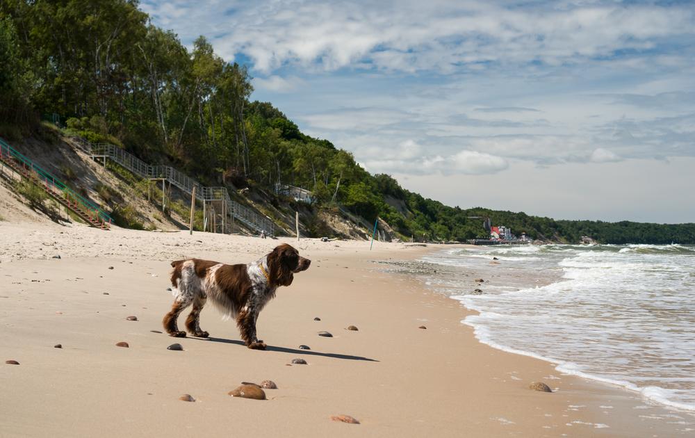 Воспитание и дрессировка французского спаниеля 