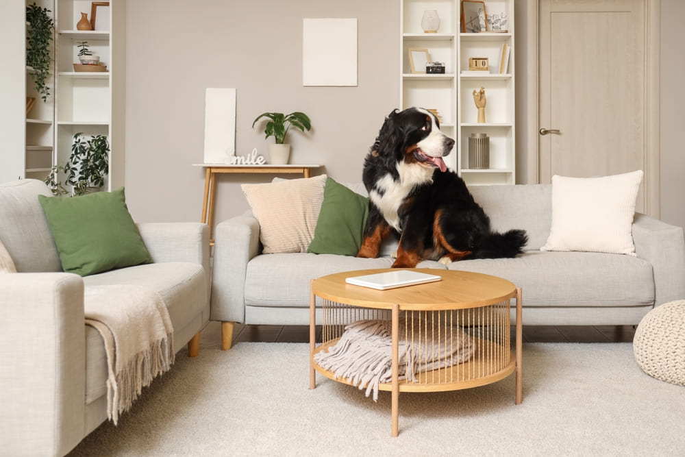 Вес бернского зенненхунда может быть чрезмерным