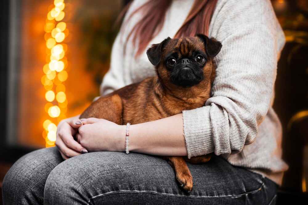 Уход влияет на то, сколько может прожить пти-брабансон