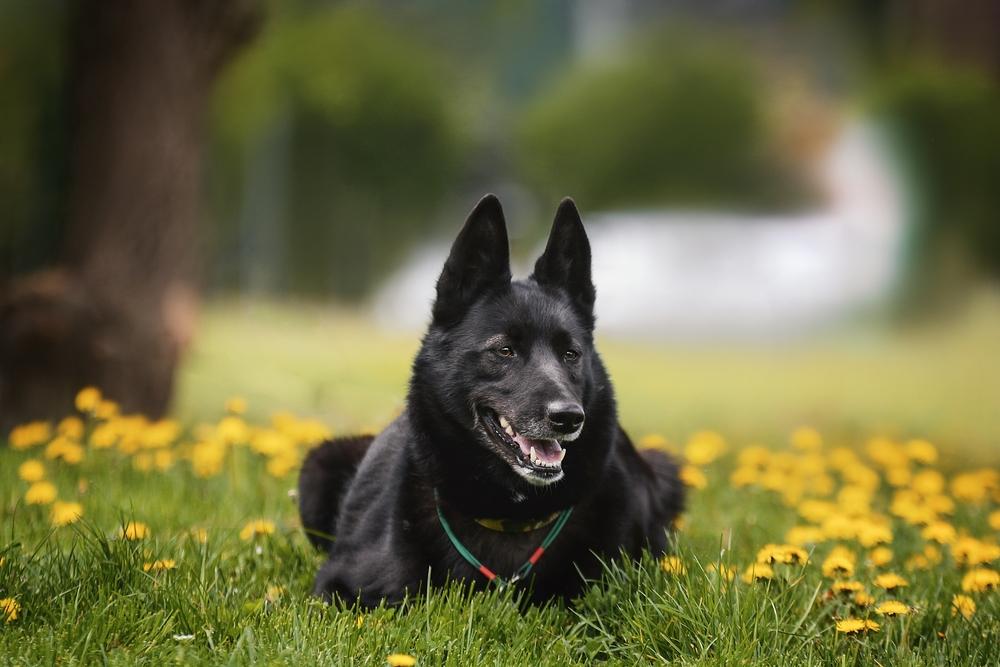 здоровье русско-европейской лайки