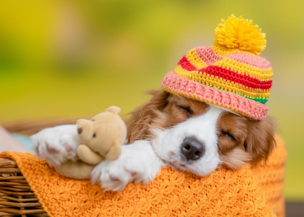 Почему щенок может храпеть во сне Почему щенок может храпеть во сне