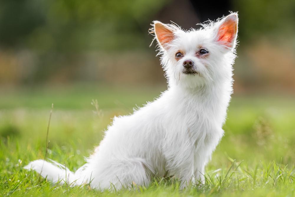 Ключевые факты о чорки