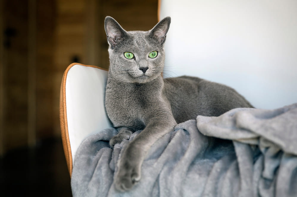 Кормление влияет на то, сколько проживет русская голубая кошка