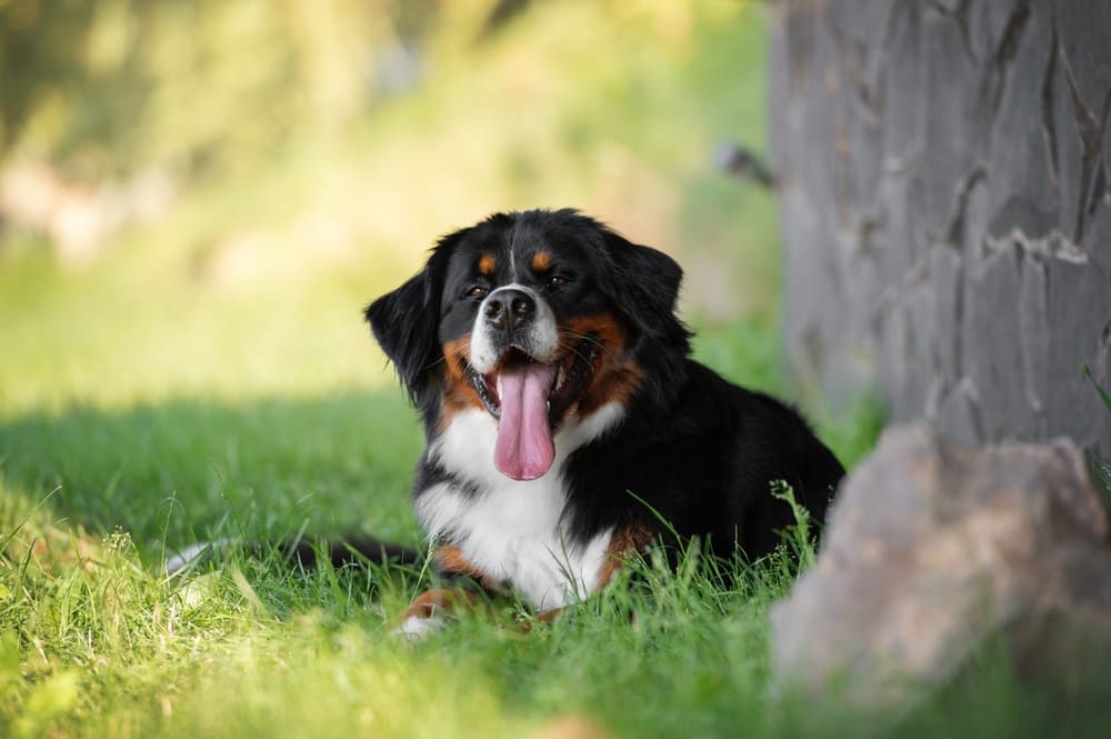 Вес бернского зенненхунда зависит от нескольких факторов