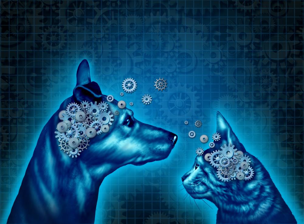 Сравнение интеллекта кошки и собаки