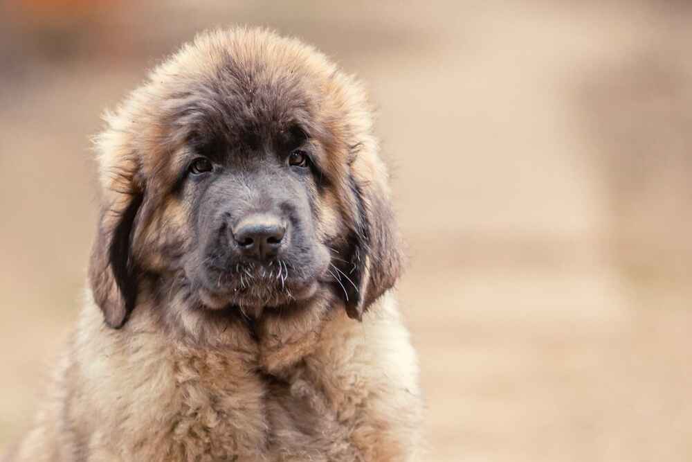 Леонбергера надо беречь от солнца