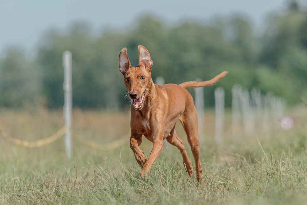 Чирнеко дель Этна на фотографии