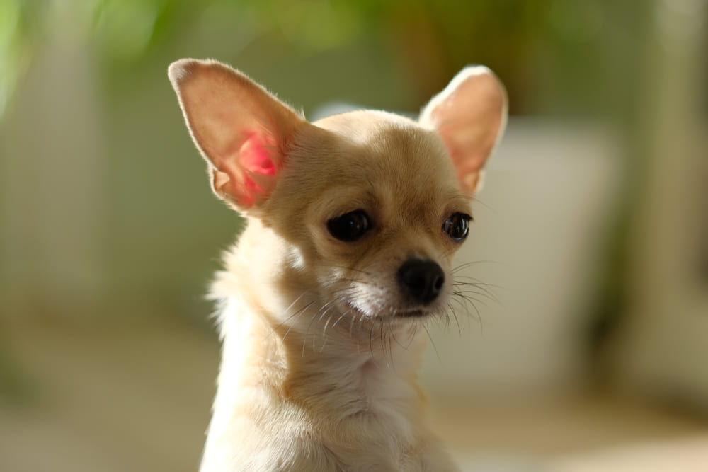 Уши чихуахуа проверяют регулярно