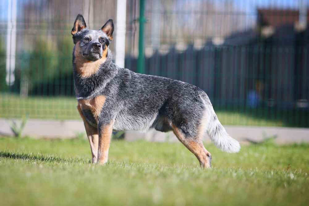 Это собака породы хилер