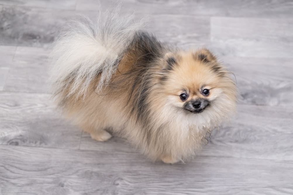 Померанские шпицы отличаются умом