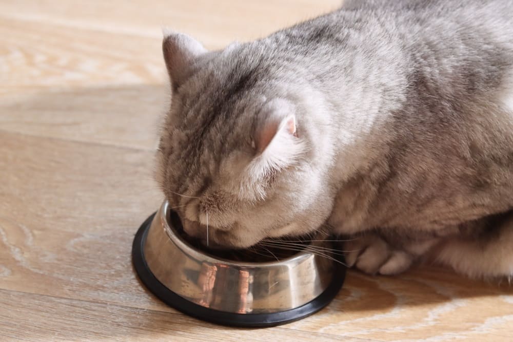 Кошкам можно вареную печень