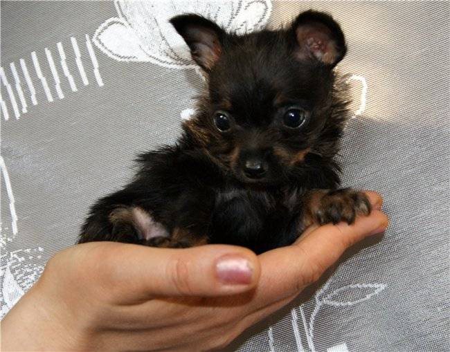 Уход и содержание московского дракона