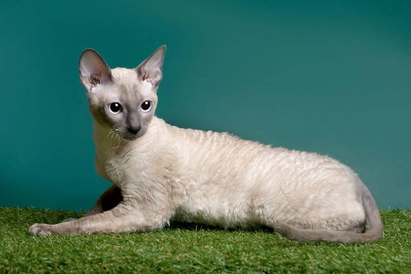 Самые неприхотливые породы кошек для квартиры: корниш-рекс Самые неприхотливые породы кошек для квартиры: корниш-рекс