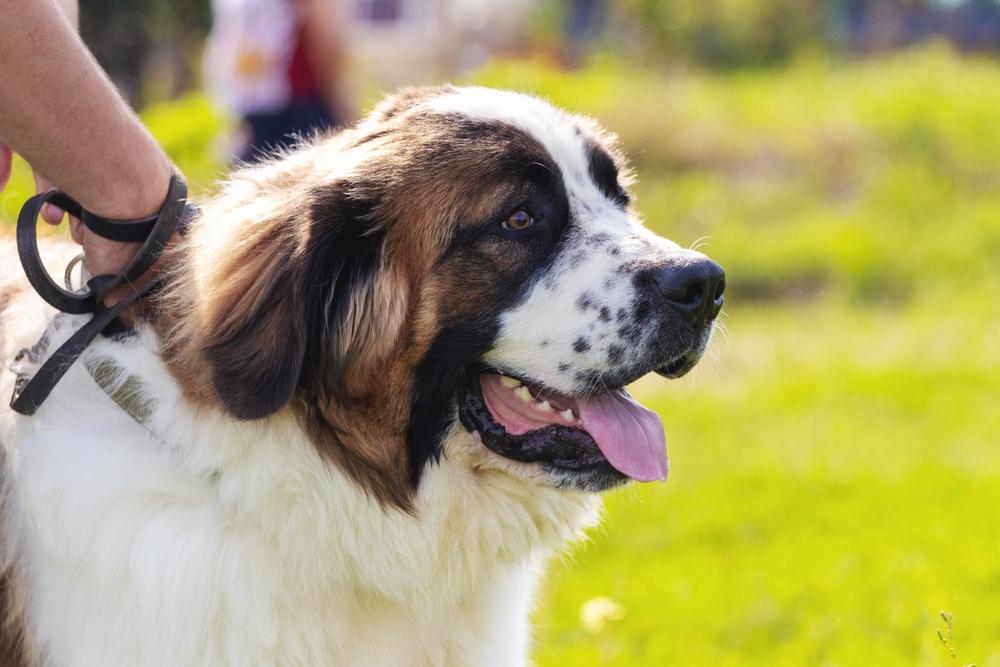 Как научить собаку команде «Охранять!» Как научить собаку команде «Охранять!»