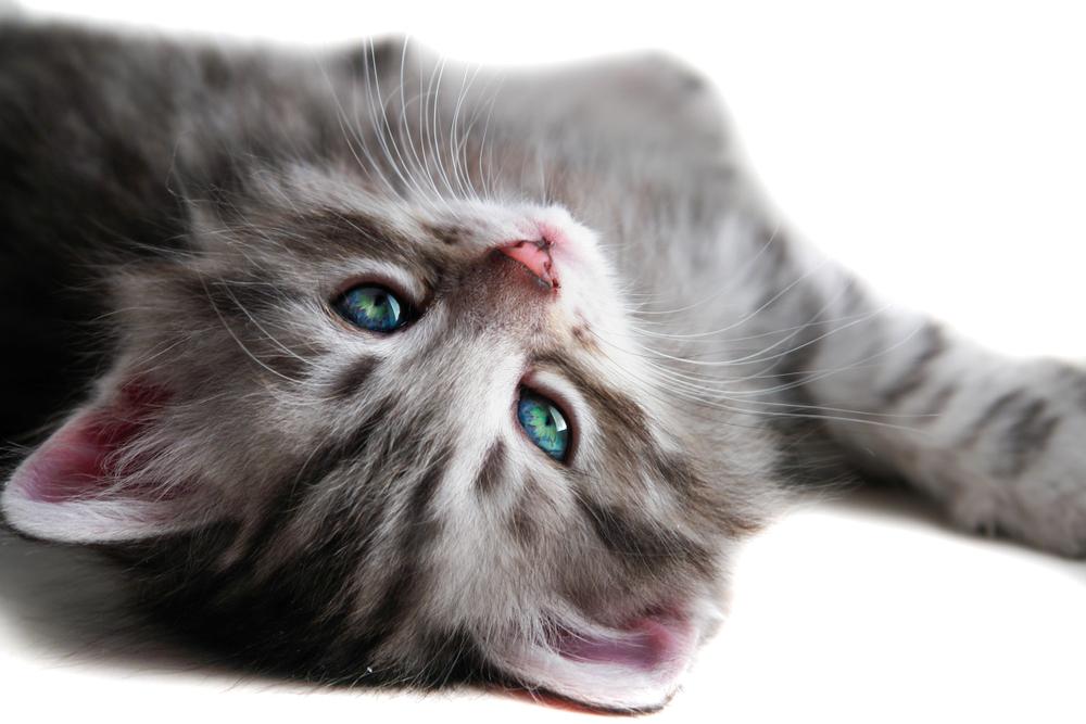 Как выбрать котенка с зелеными глазами Как выбрать котенка с зелеными глазами