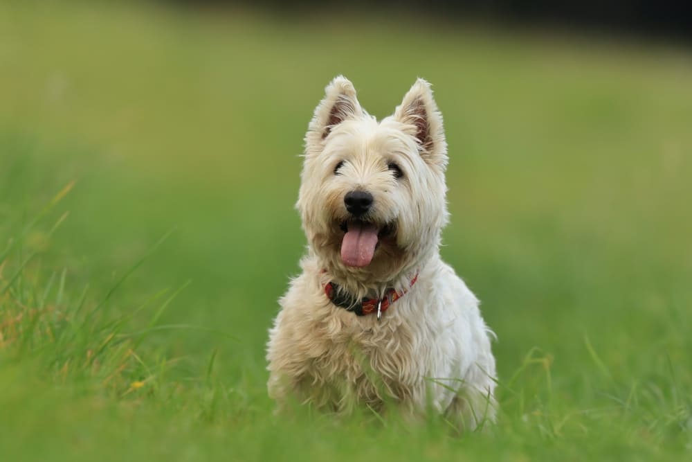 Владельцу важно знать, сколько весит вест-хайленд-уайт-терьер