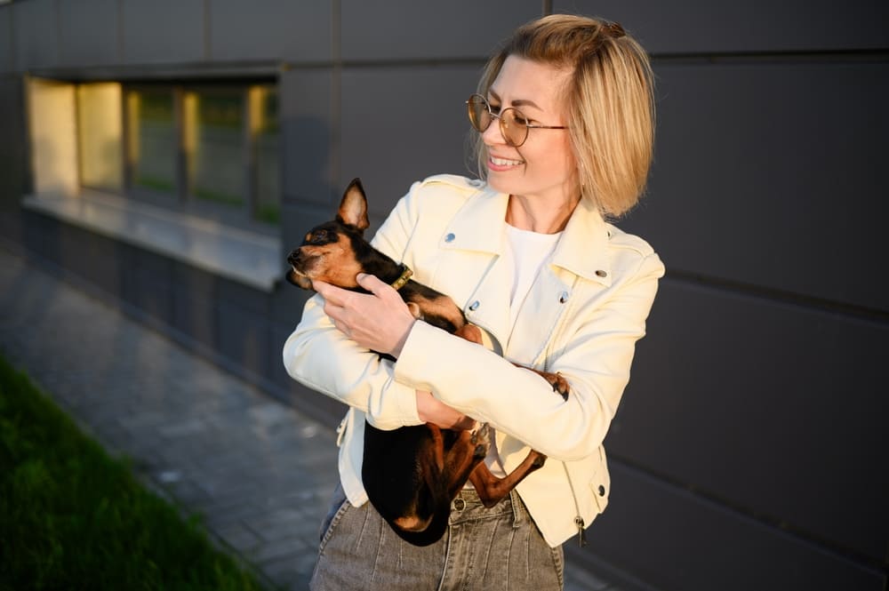 Физнагрузки влияют на то, сколько проживет русский той-терьер