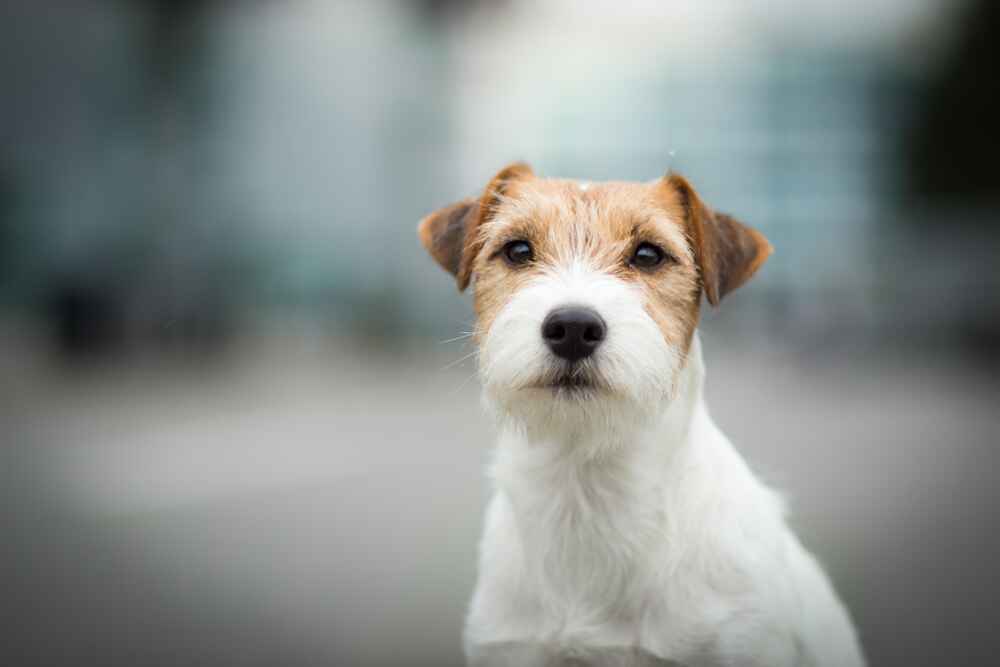 Парсон-рассел-терьер нуждается в уходе