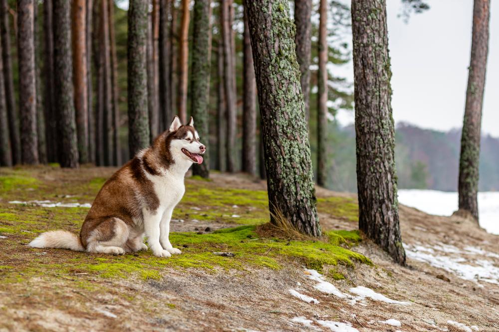 Разрешенные FCI окрасы хаски: коричнево-белый Разрешенные FCI окрасы хаски: хаски коричнево-белый