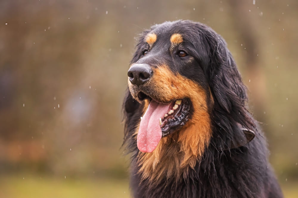 Шерсть ховаварта требует ухода